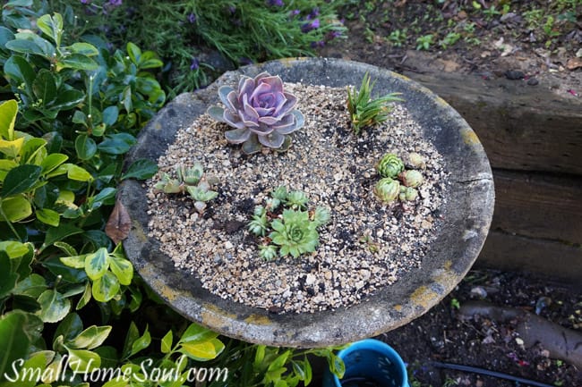 Succulent gardens are easy to plant and they are a pretty and low maintenance addition to any yard. www.smallhomesoul.com