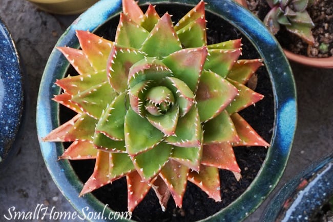 Succulent gardens are easy to plant and they are a pretty and low maintenance addition to any yard. www.smallhomesoul.com